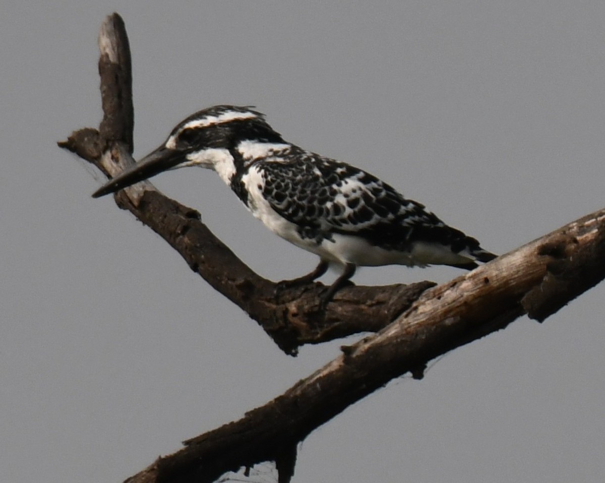 Martín Pescador Pío - ML646235360