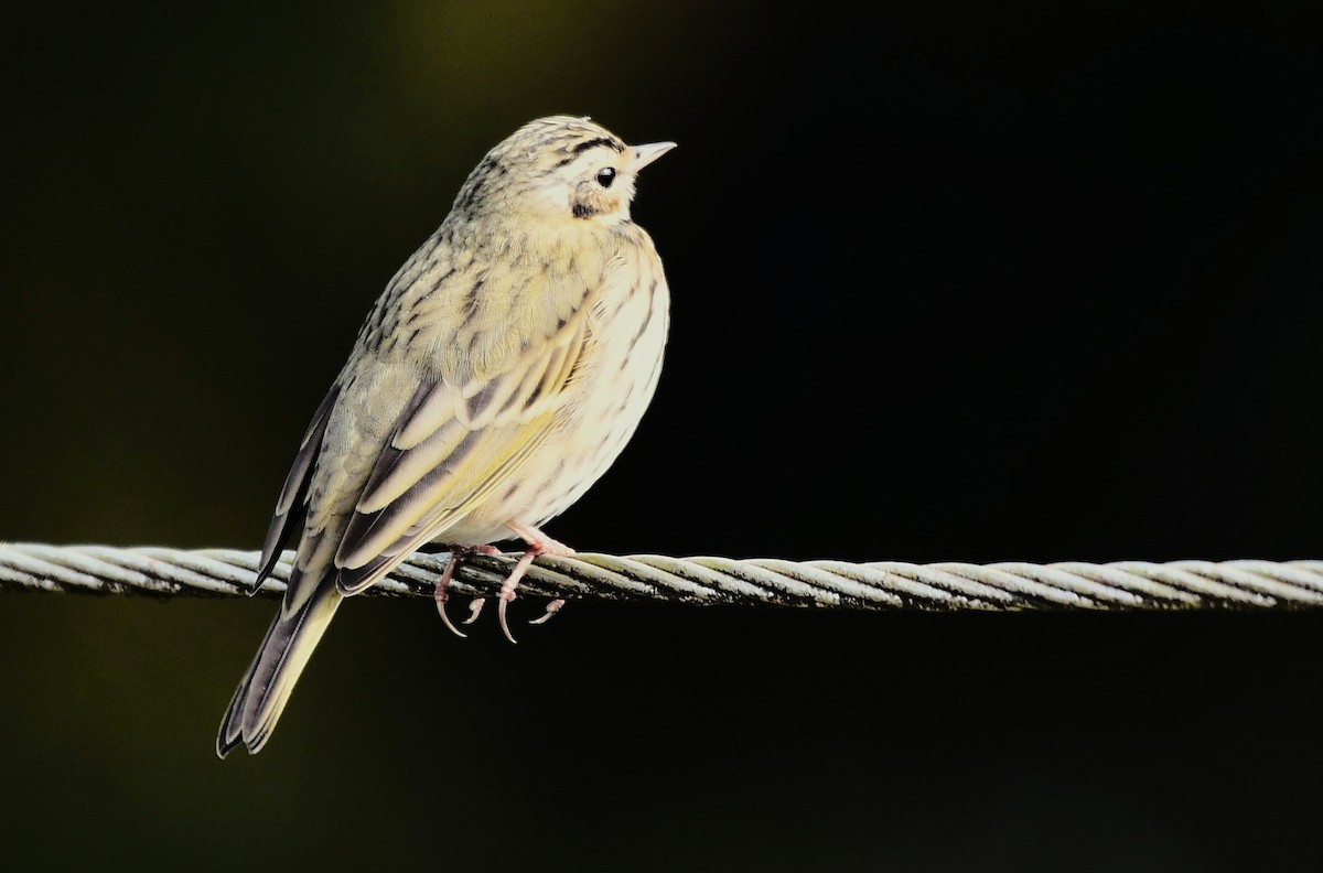 Bisbita de Hodgson - ML646235361