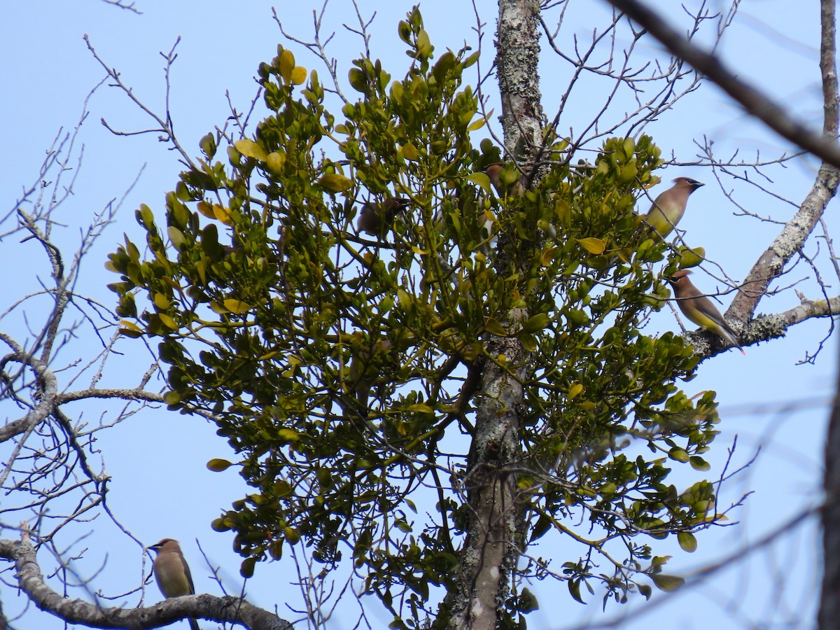 Ampelis Americano - ML646235362