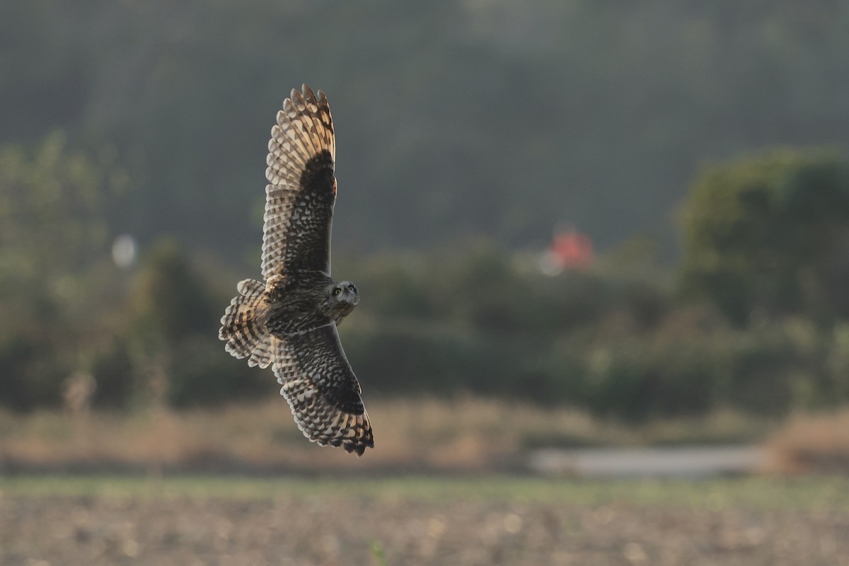 Short-eared Owl - ML646235363