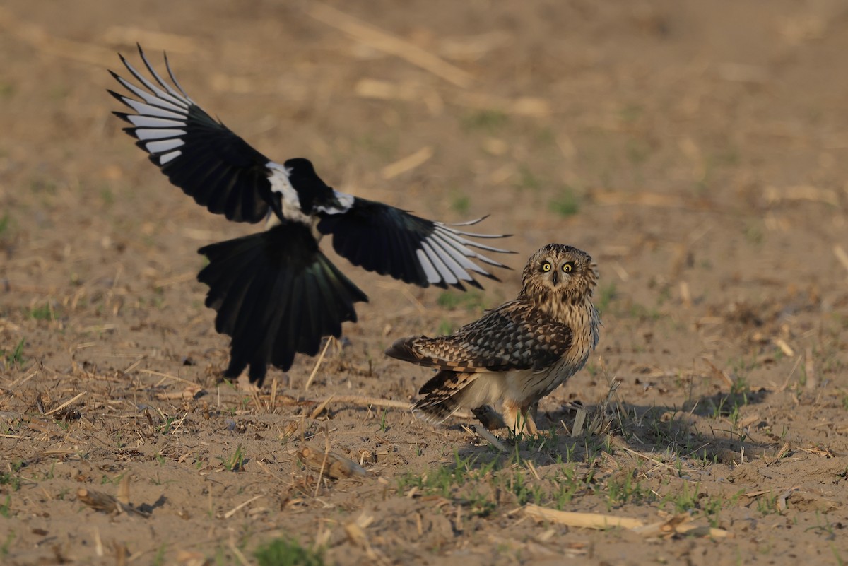 Short-eared Owl - ML646235364