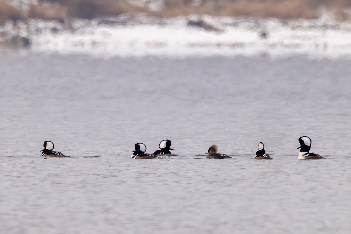 Hooded Merganser - ML646235365