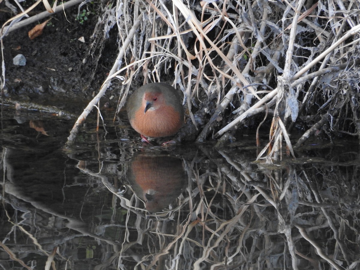 緋秧雞 - ML646235367