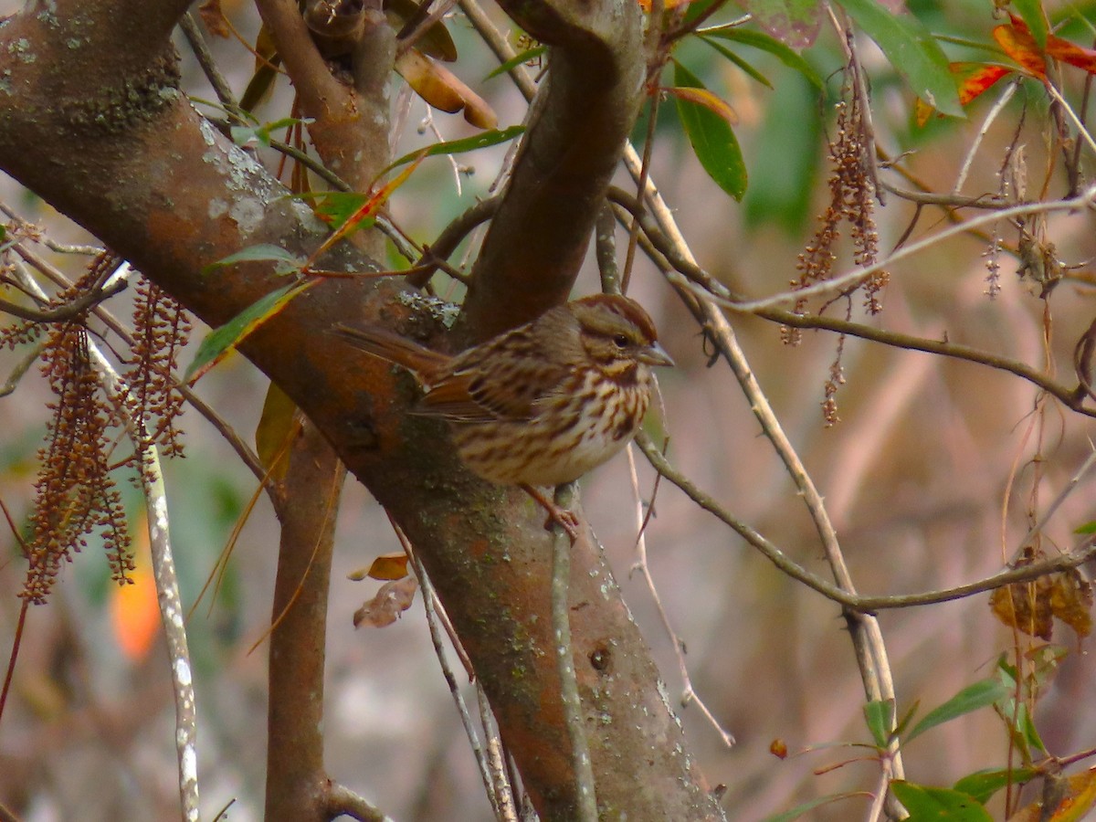 Song Sparrow - ML646235369