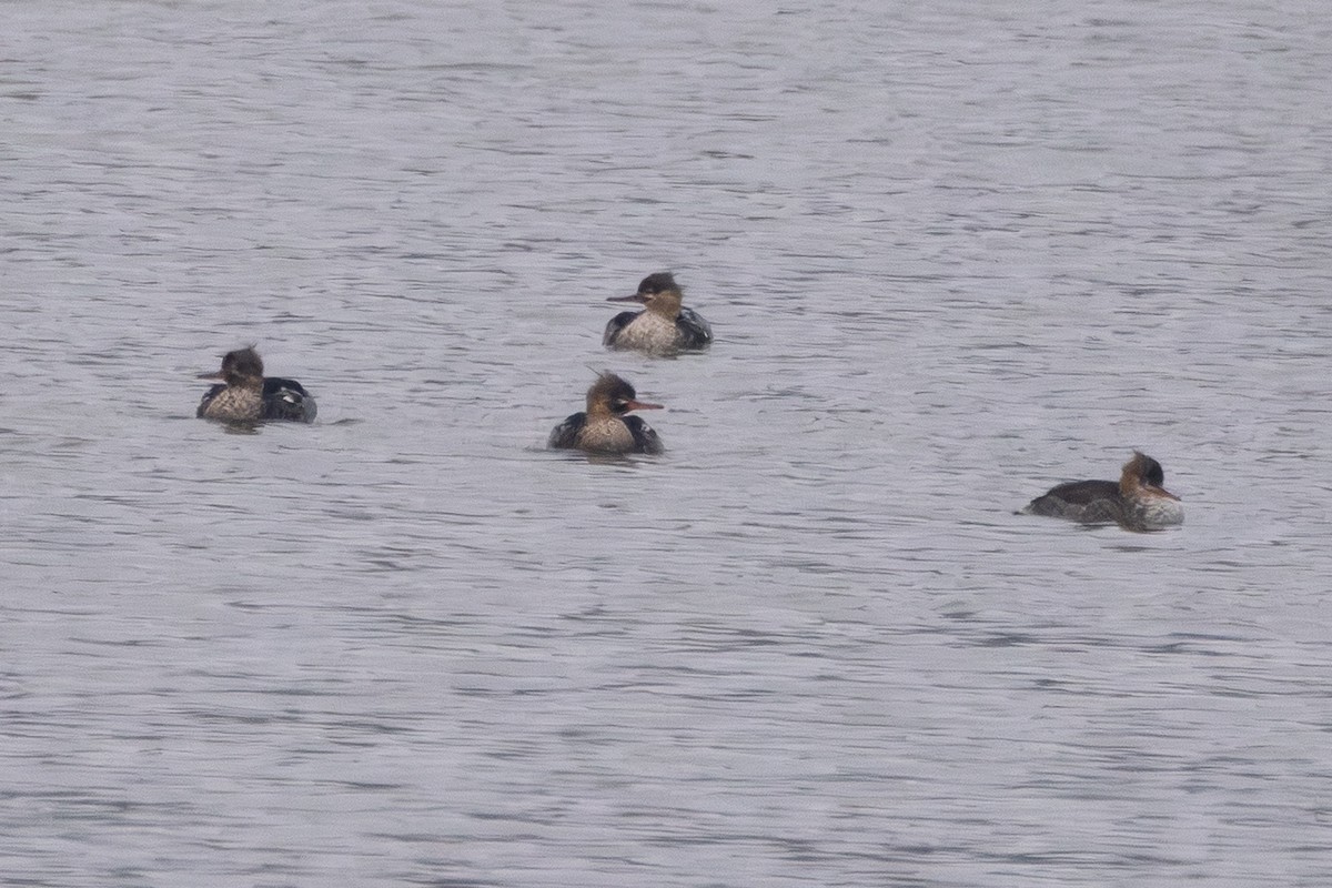 Red-breasted Merganser - ML646235370