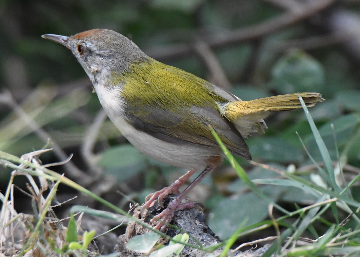 Sastrecillo Común - ML646235375