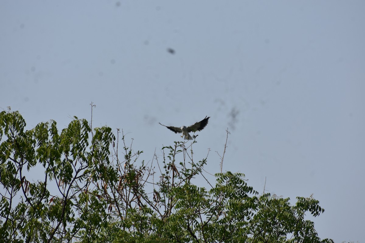 Elanio Común - ML646235378