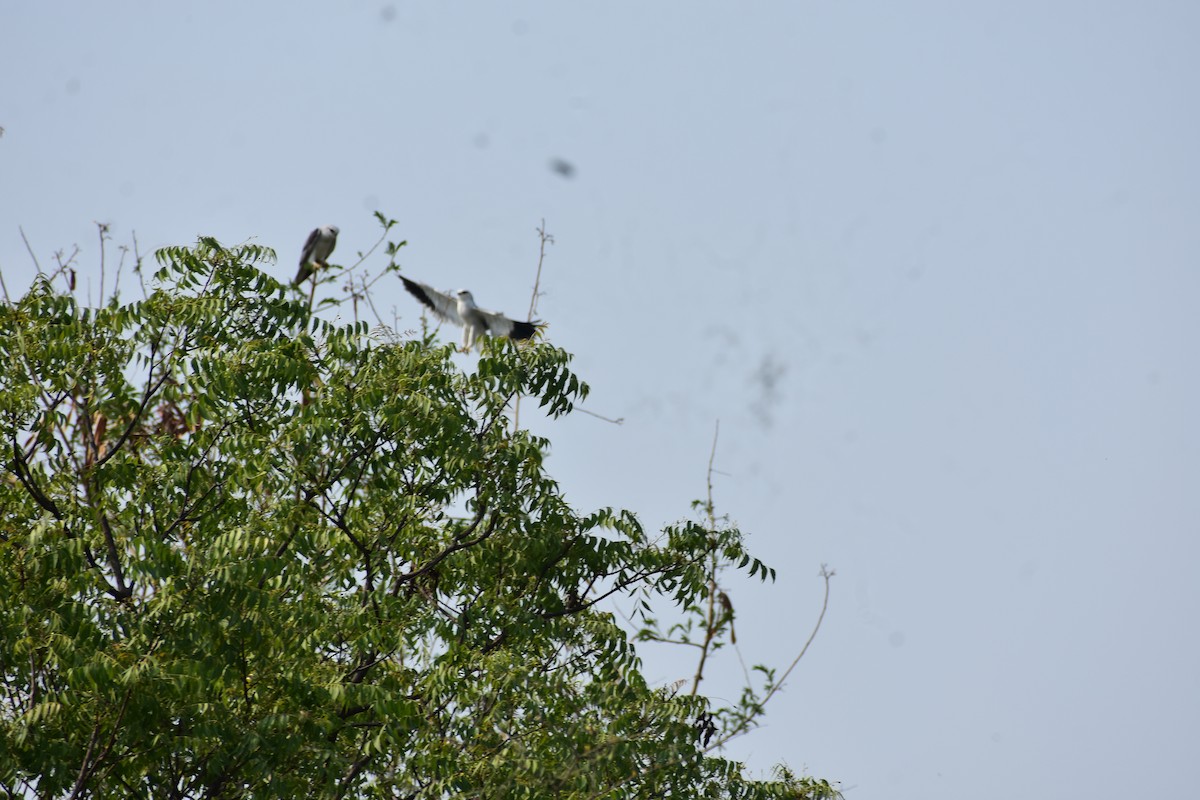 Elanio Común - ML646235380