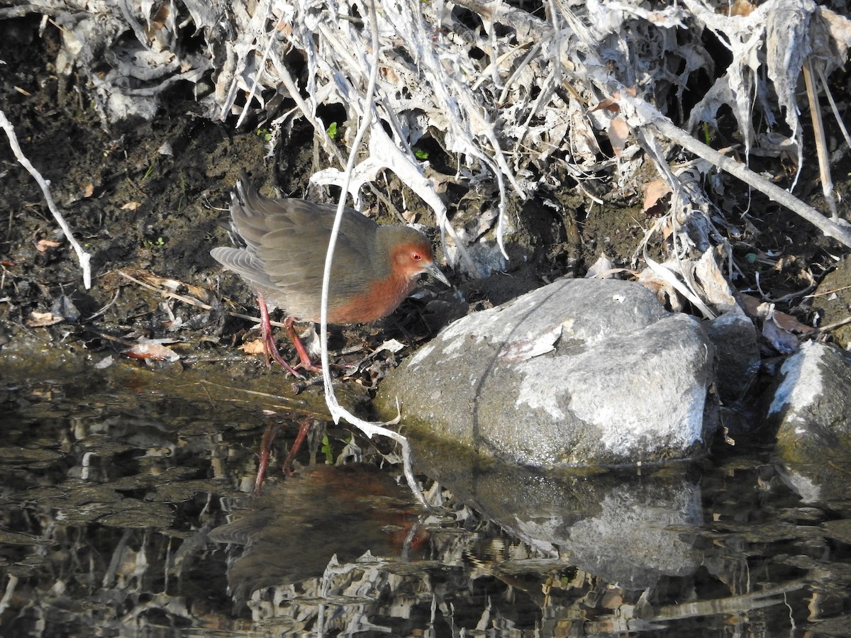 Polluela Pechirrufa - ML646235385
