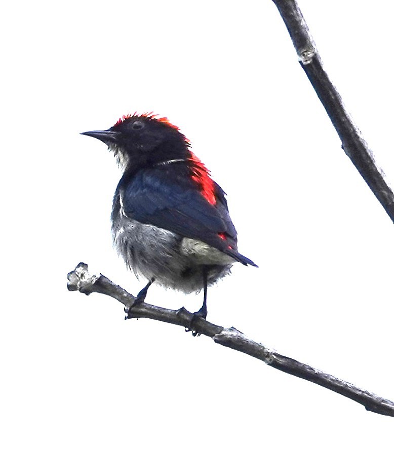 Picaflores Dorsirrojo - ML646235386