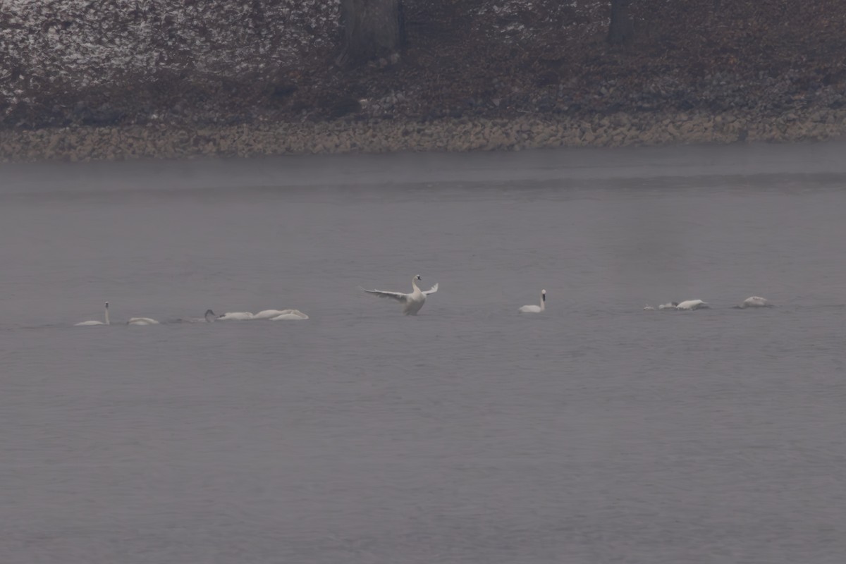 Cisne Chico - ML646235387