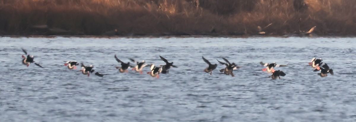 Porrón Albeola - ML646235392