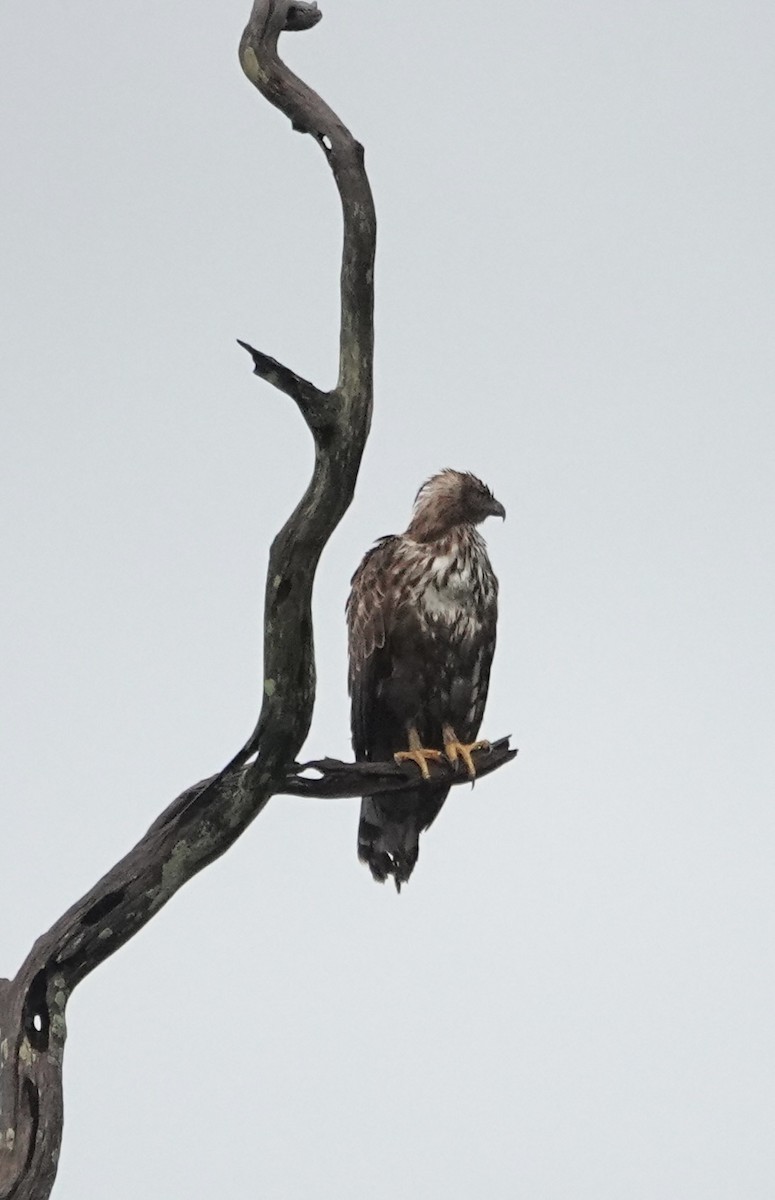 Águila Variable - ML646235393