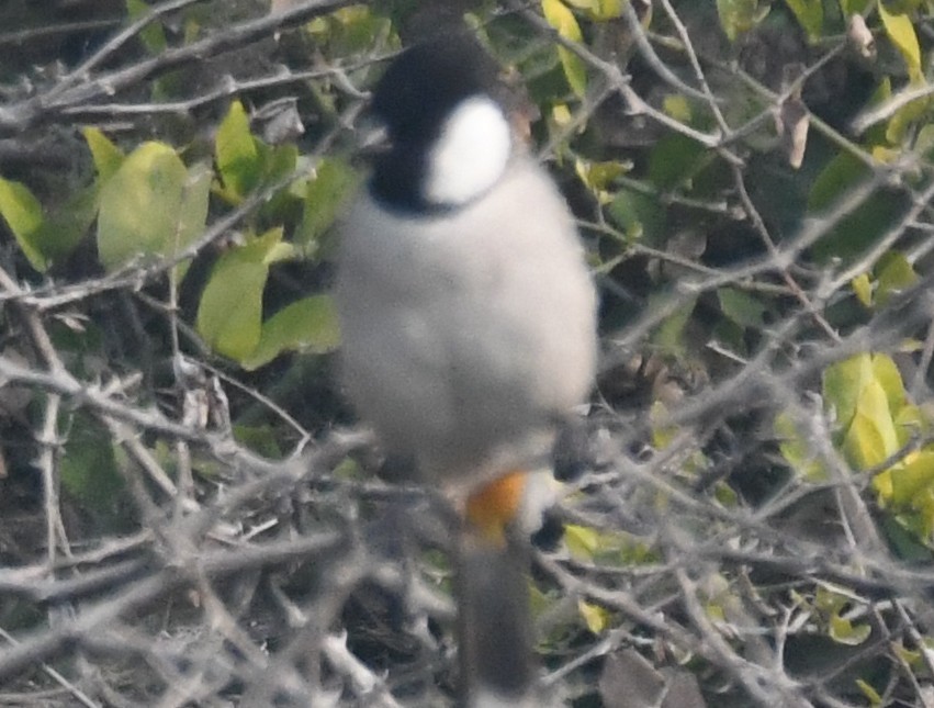 Bulbul Orejiblanco - ML646235394