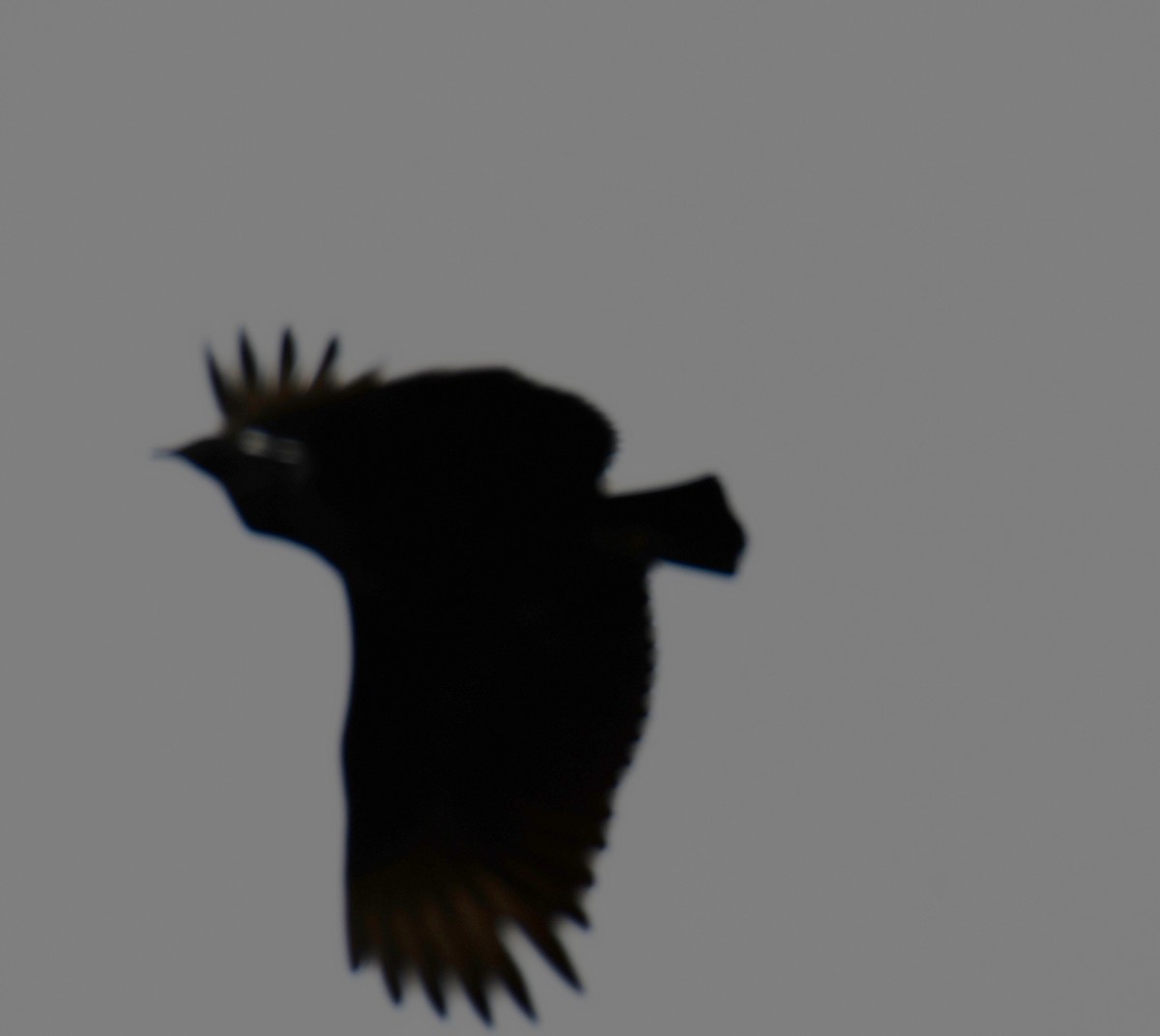 Zopilote Negro - ML646235395