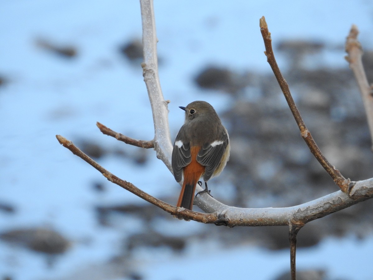 Colirrojo Dáurico - ML646235396