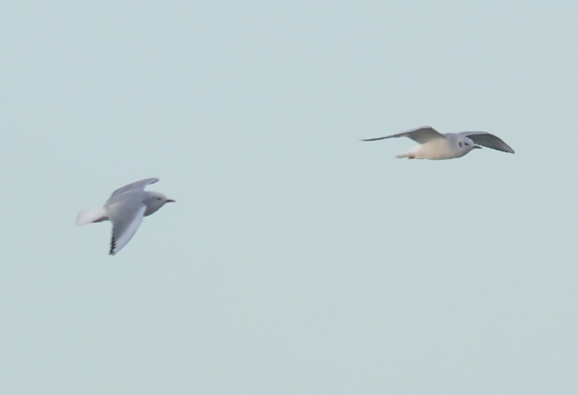 Gaviota de Bonaparte - ML646235397