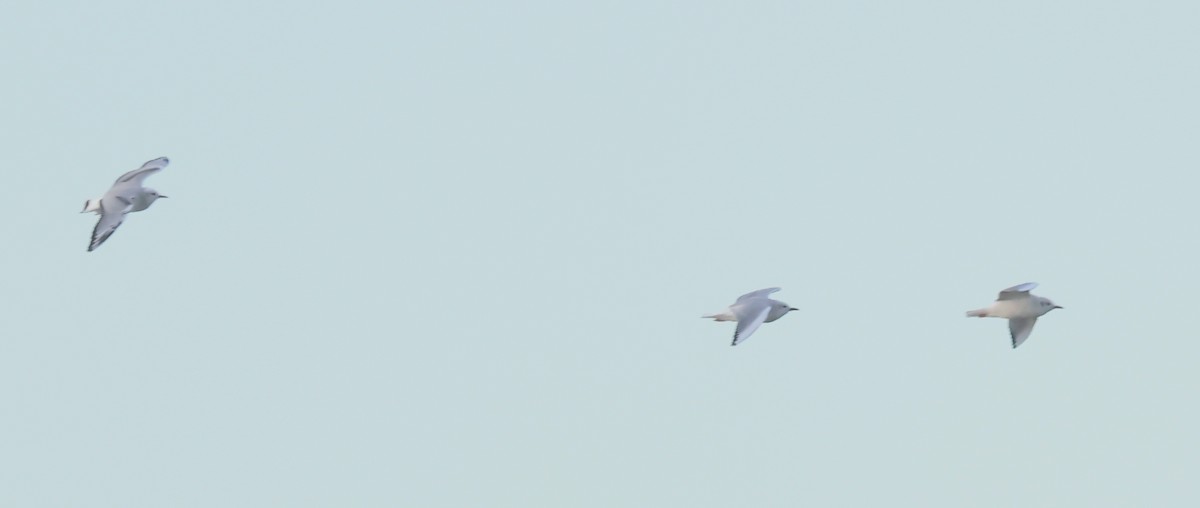 Gaviota de Bonaparte - ML646235399