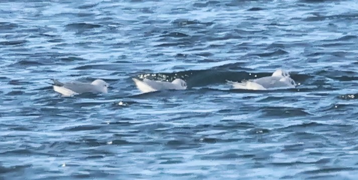 Gaviota de Bonaparte - ML646235400