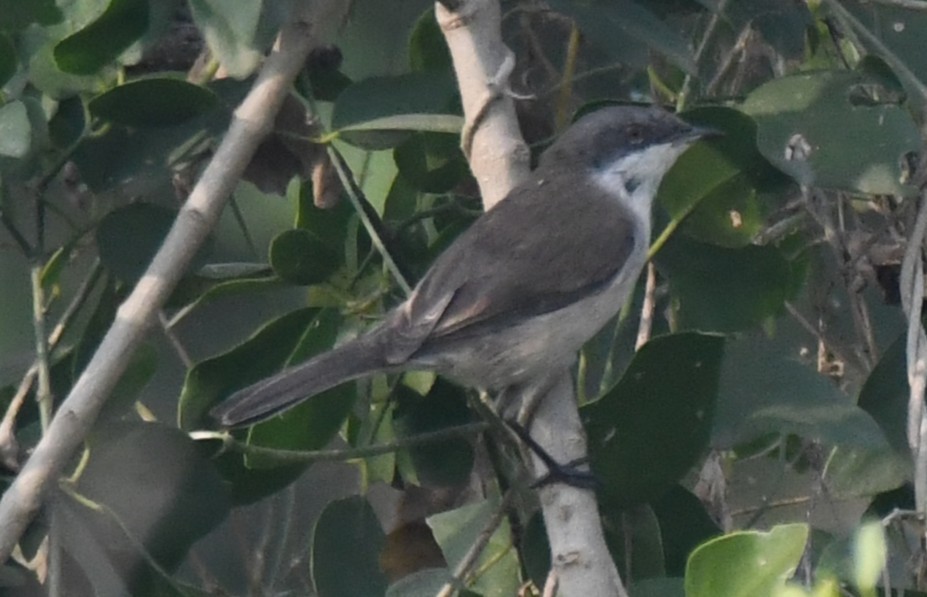 Curruca Zarcerilla - ML646235401