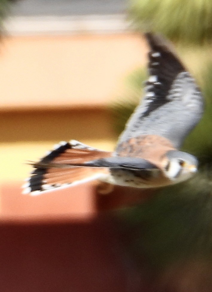 Cernícalo Americano - ML646235402