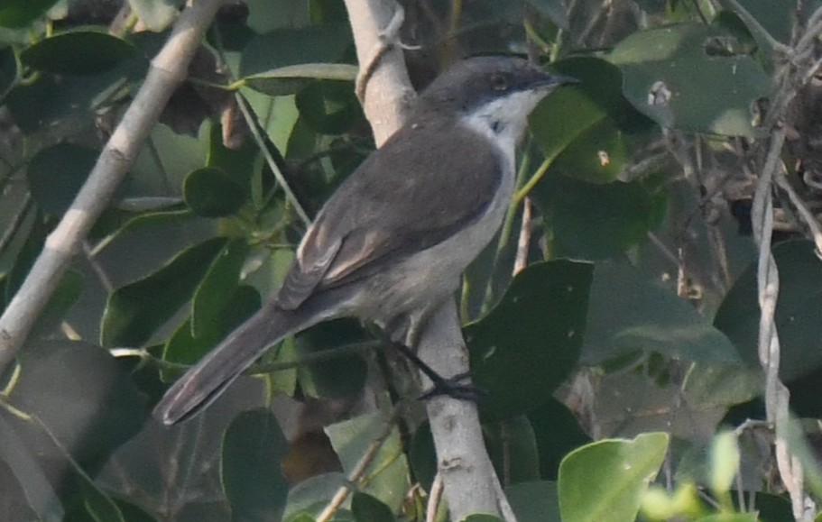 Curruca Zarcerilla - ML646235405