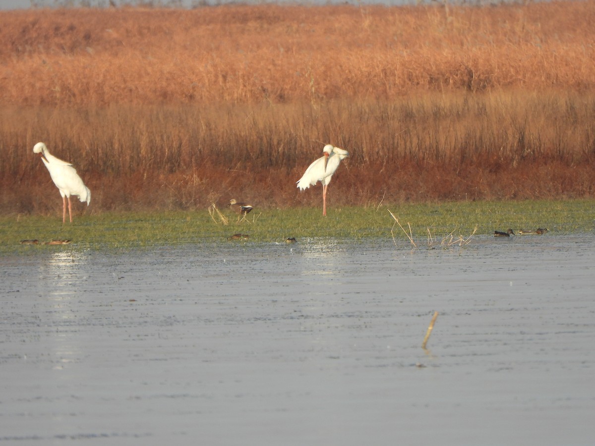 Schneekranich - ML646235408