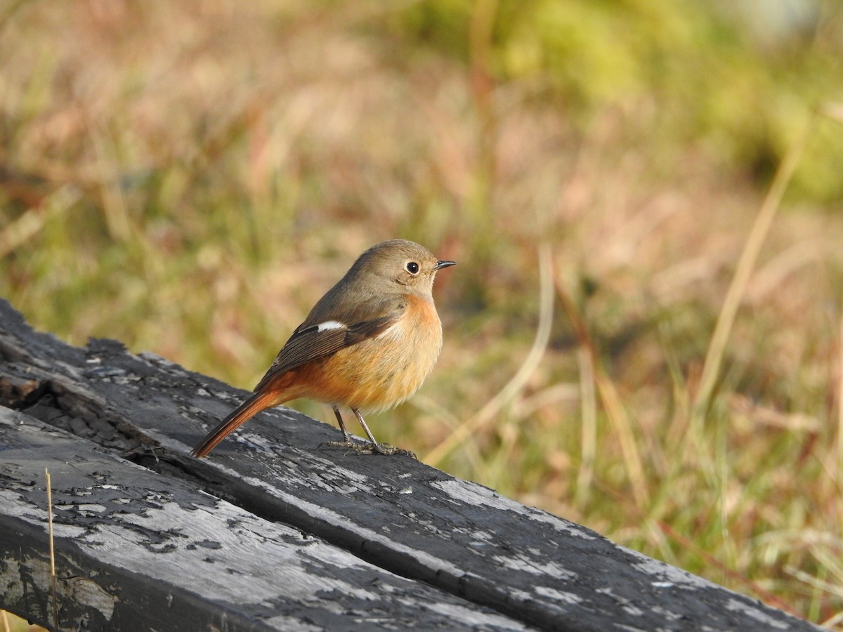 Colirrojo Dáurico - ML646235410
