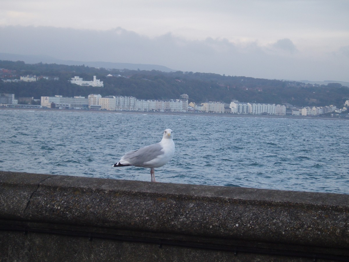 Gaviota Argéntea Europea - ML646235411