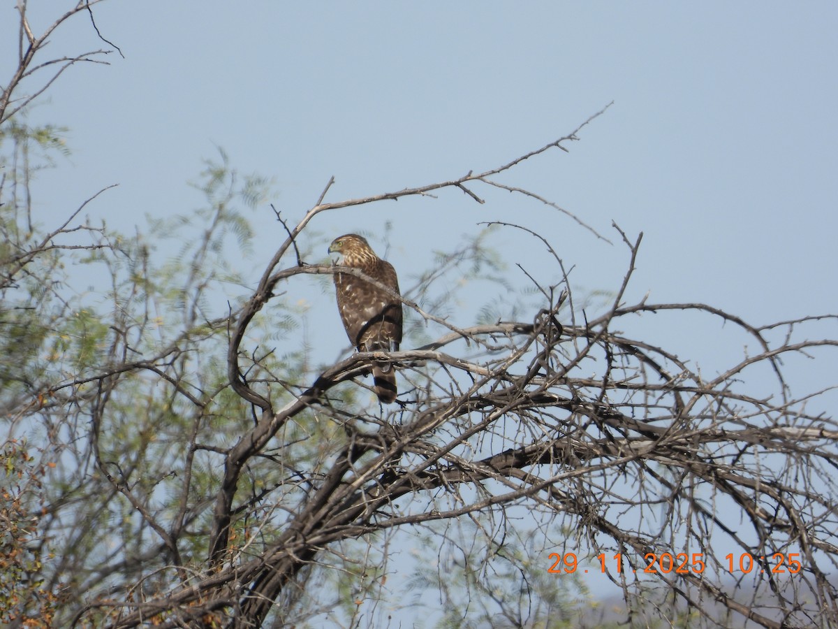 Cooper's Hawk - ML646235412