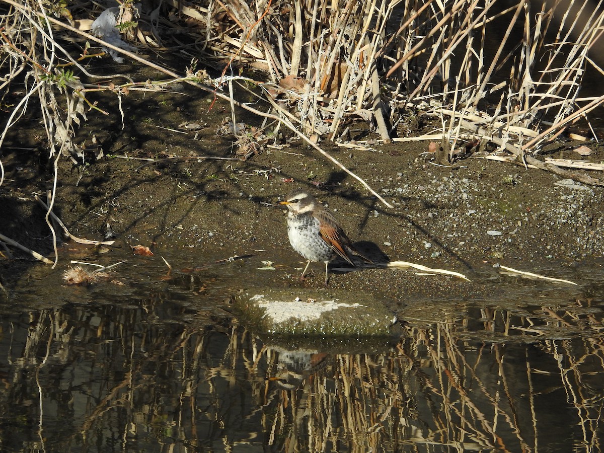 斑點鶇 - ML646235413