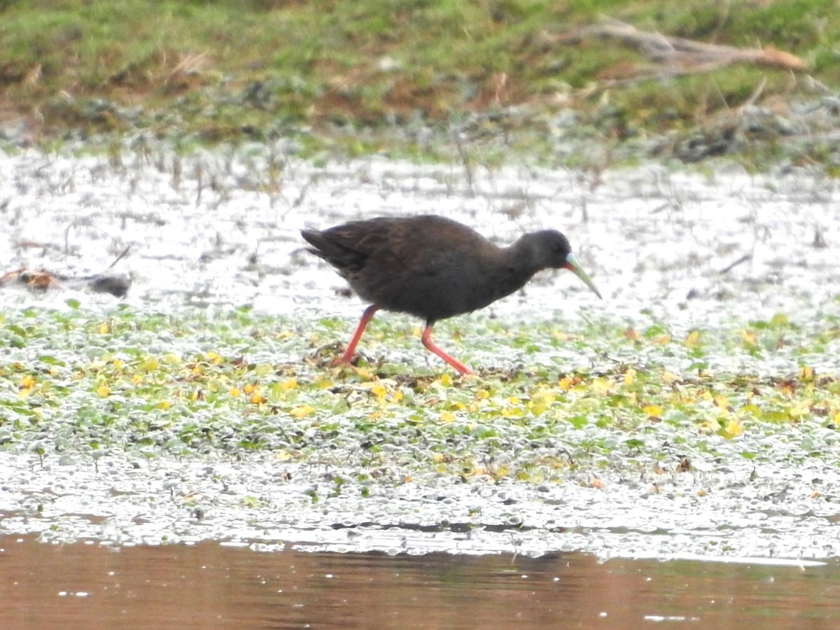 Kurşuni Sukılavuzu - ML646235415