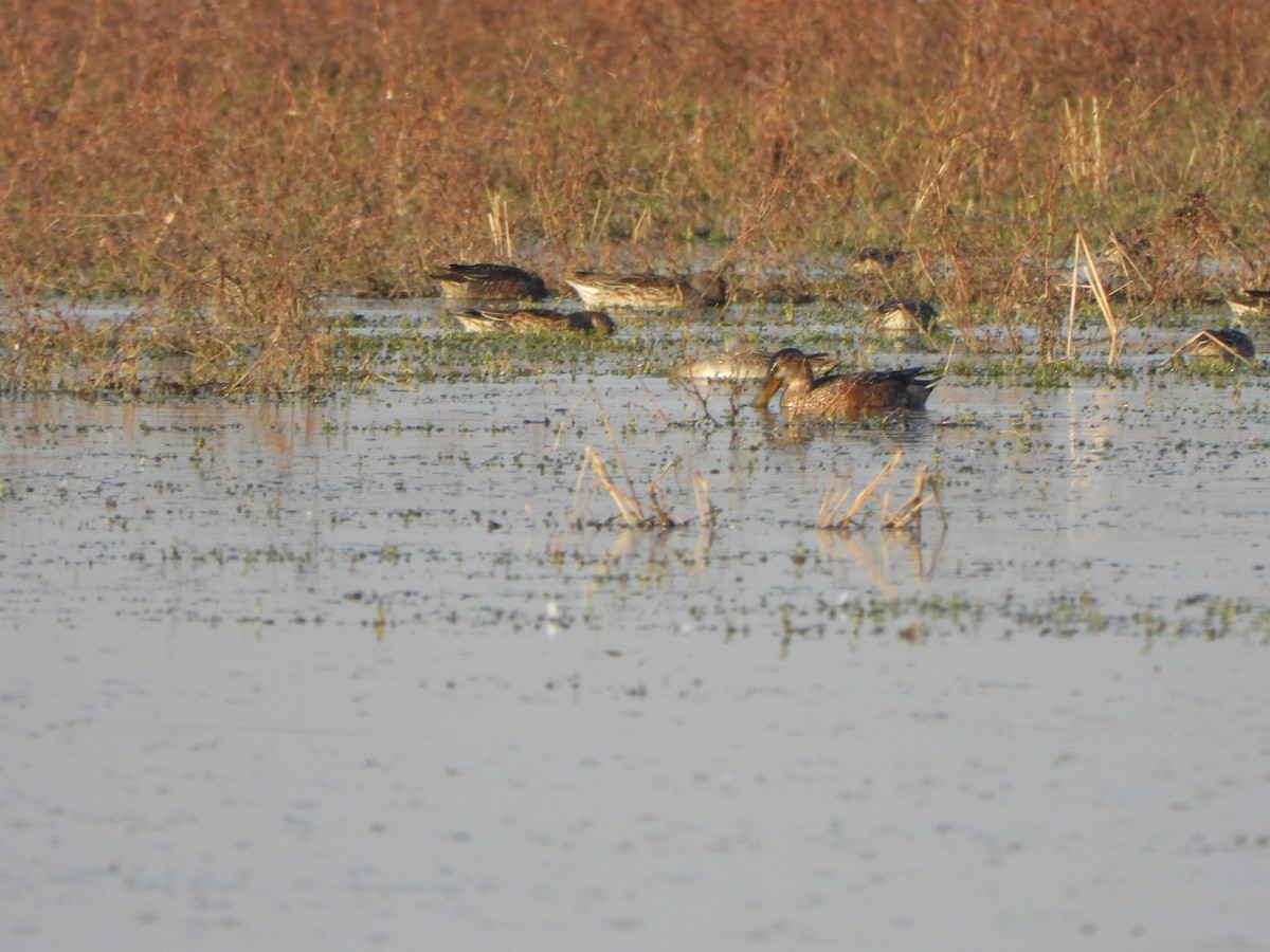 Löffelente - ML646235416