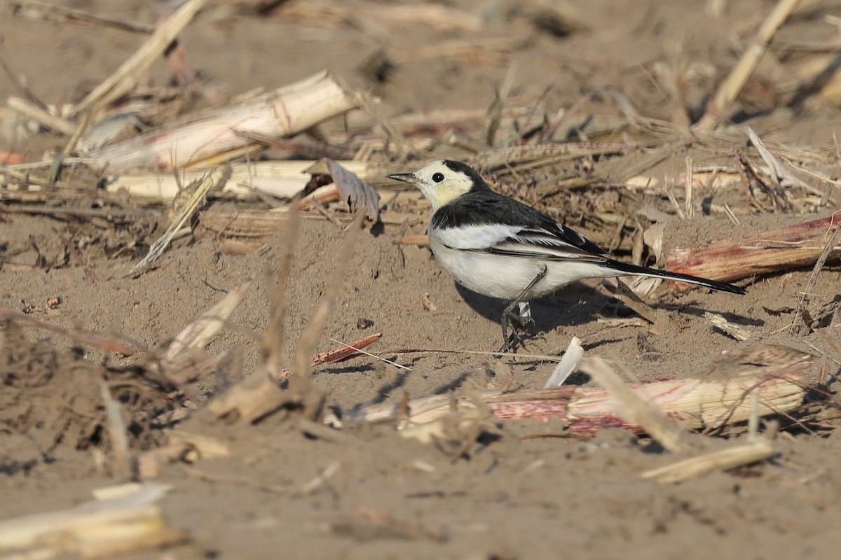 White Wagtail - ML646235420