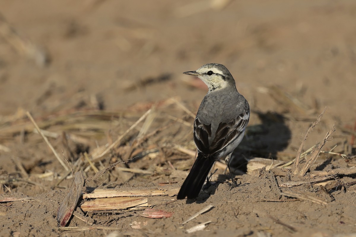 White Wagtail - ML646235422