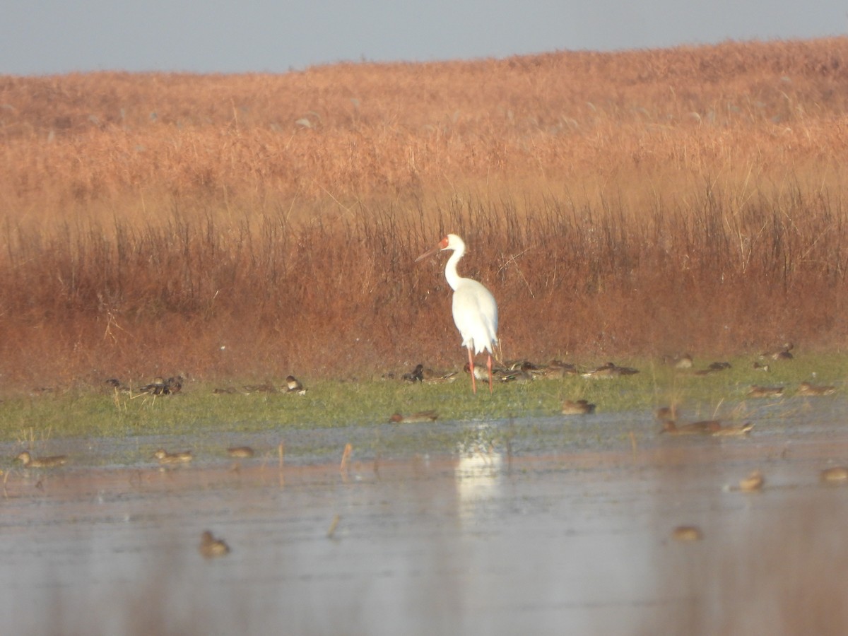 Schneekranich - ML646235423