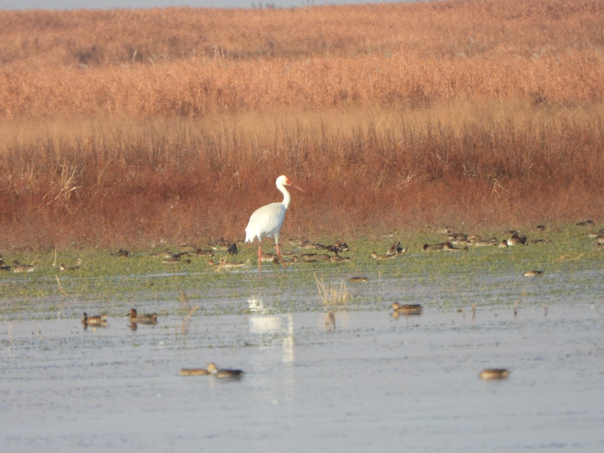 Schneekranich - ML646235427