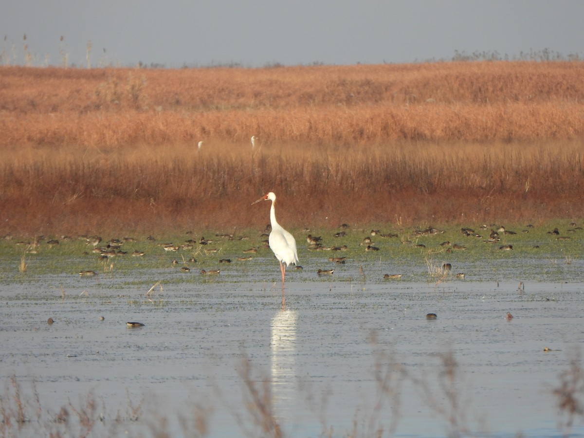 Schneekranich - ML646235429