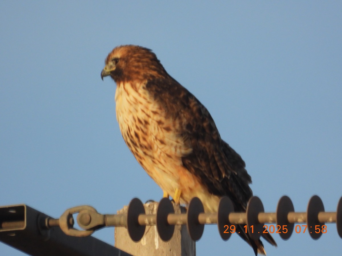 Red-tailed Hawk - ML646235435