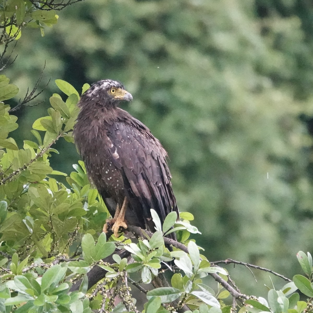 Crested Serpent-Eagle - ML646235436
