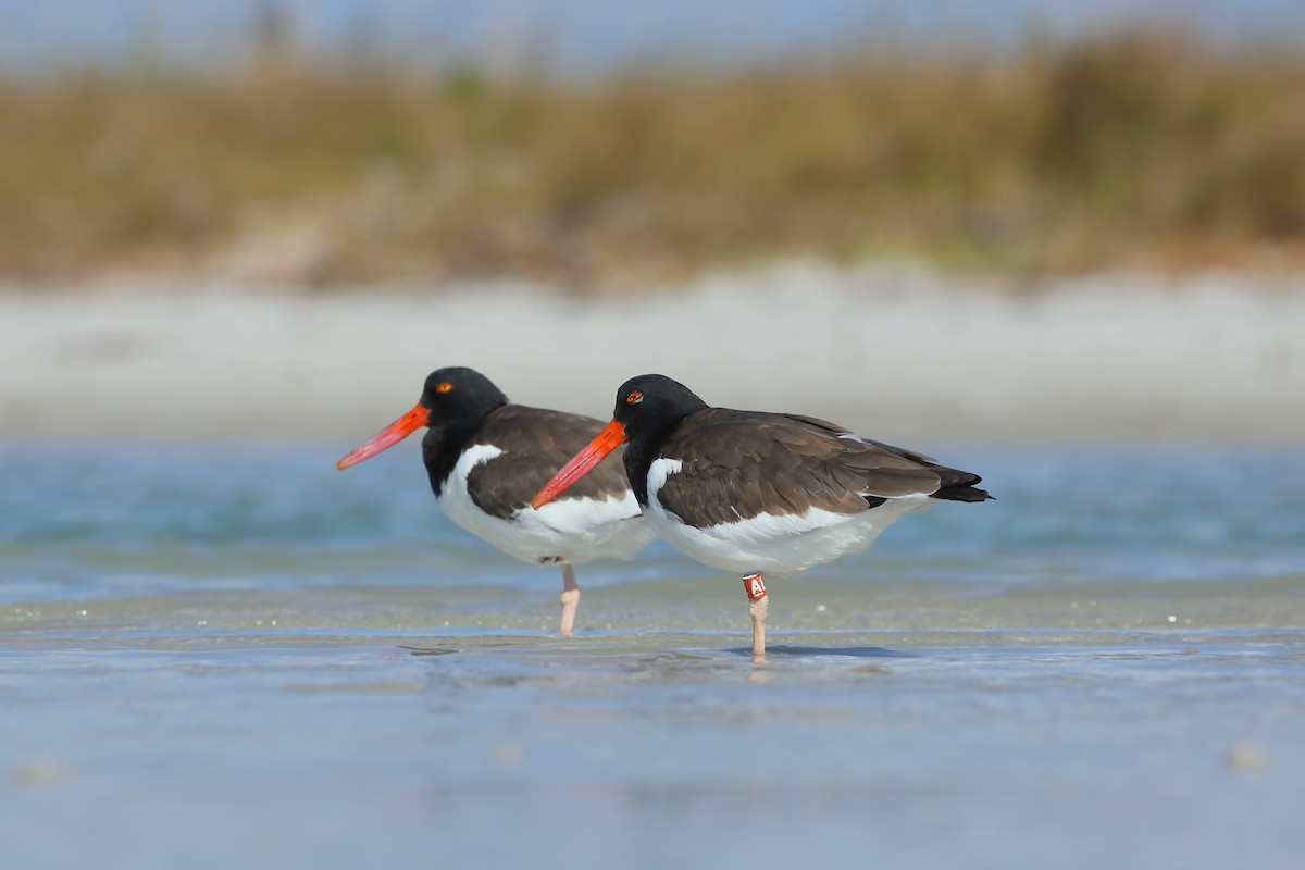 American Oystercatcher - ML646235437