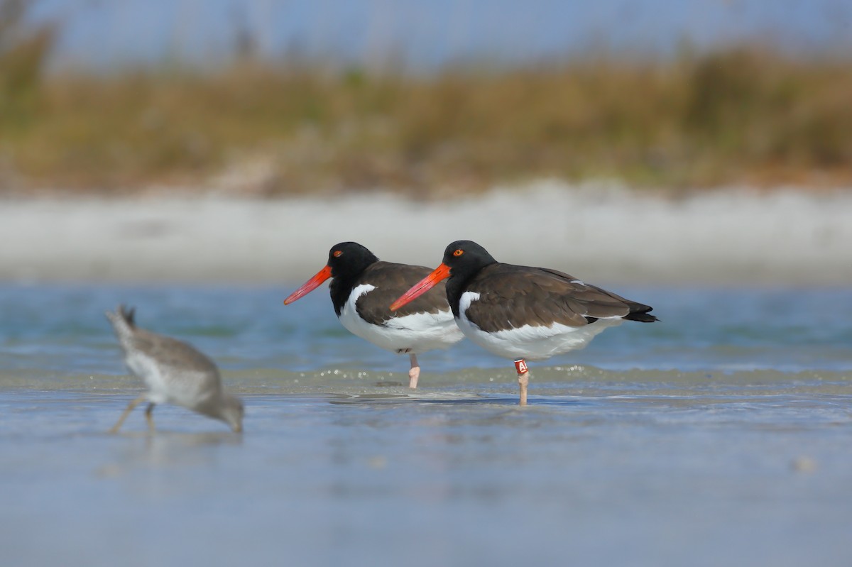 American Oystercatcher - ML646235438