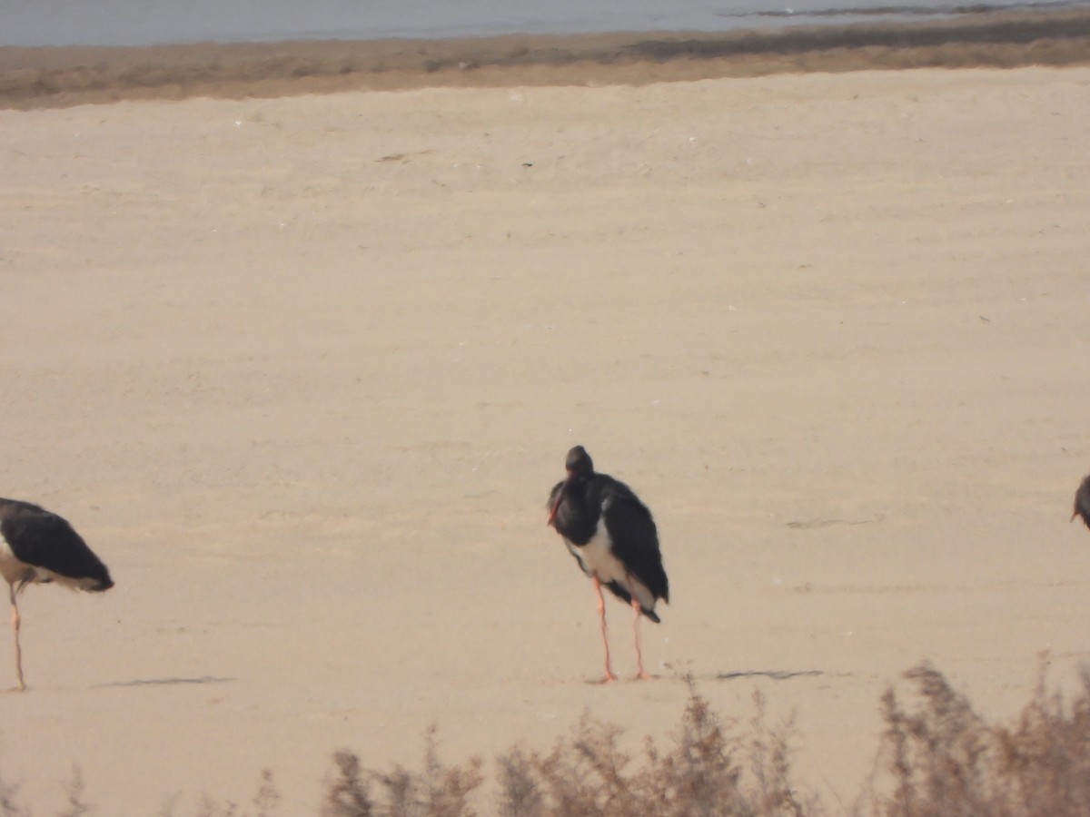 Schwarzstorch - ML646235439