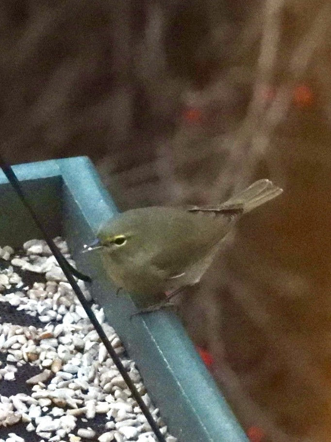 Orange-crowned Warbler - ML646235440