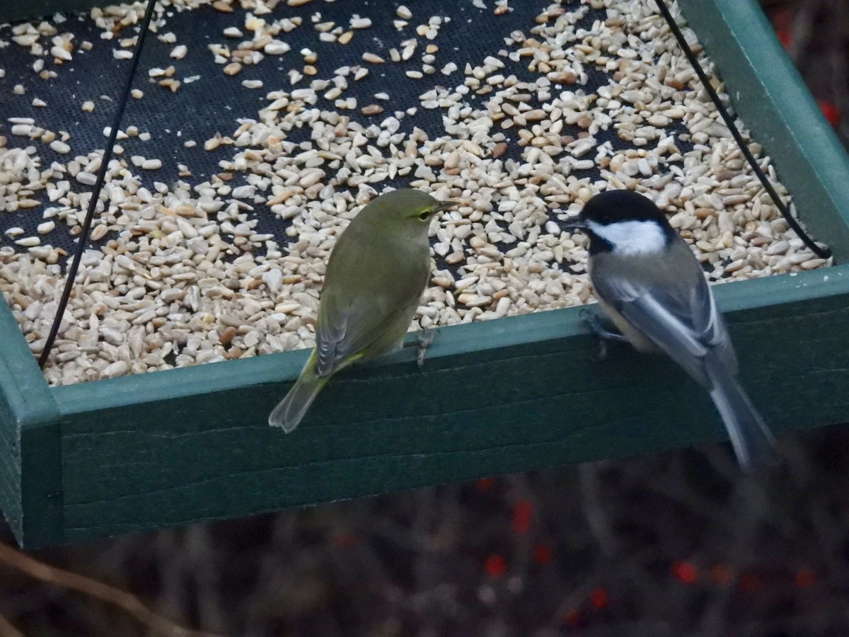 Orange-crowned Warbler - ML646235441