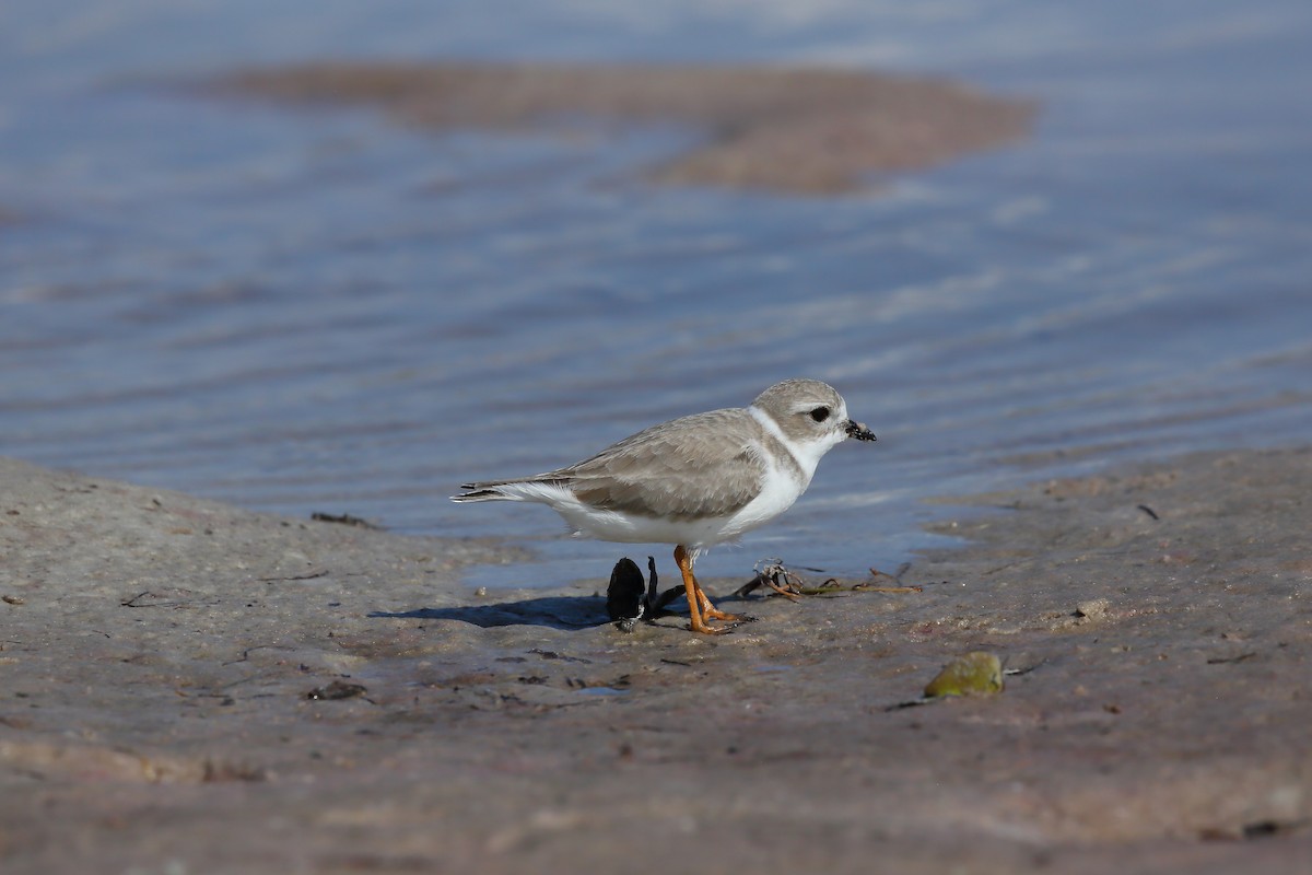 Islıkçı Cılıbıt - ML646235444