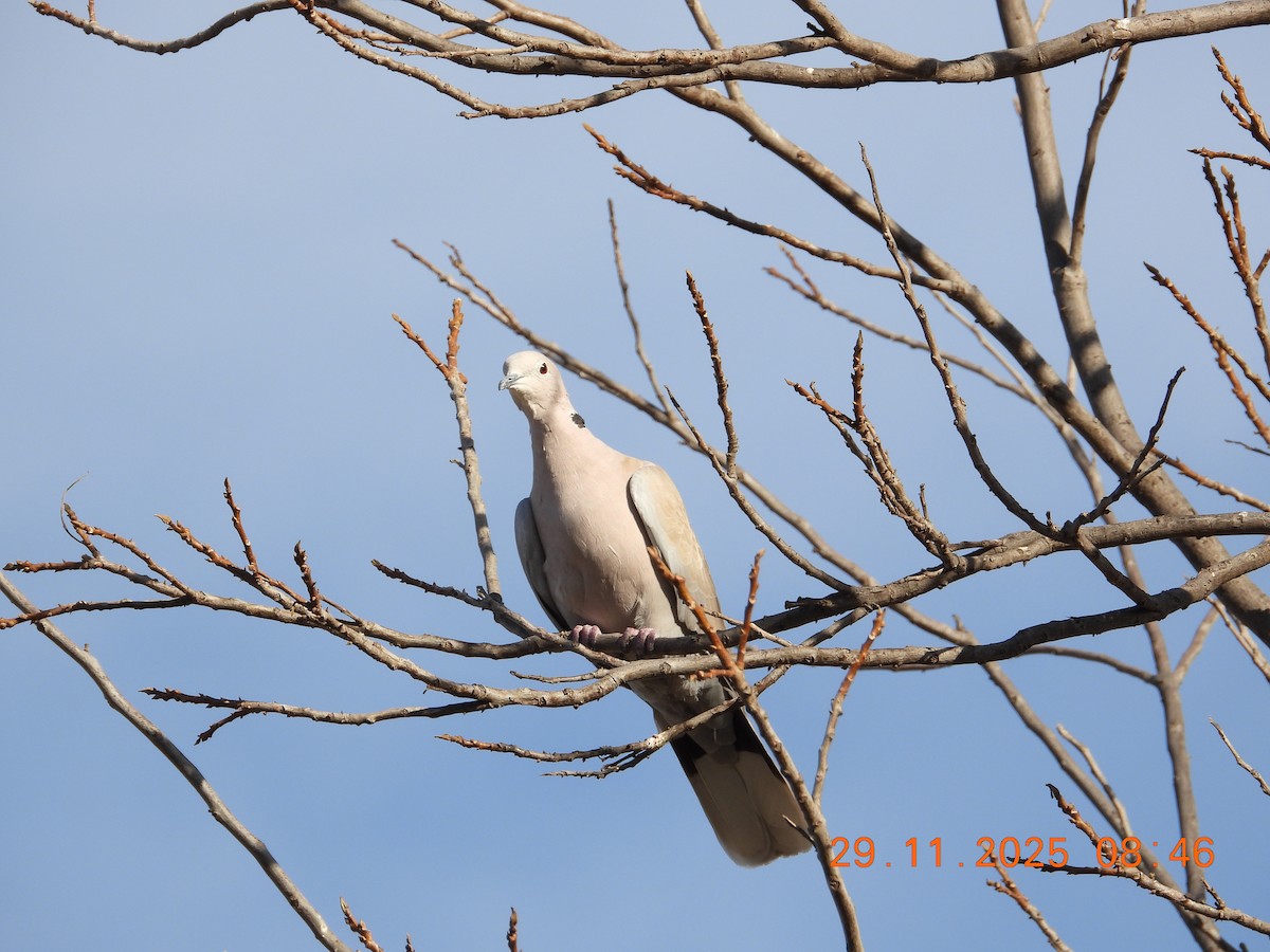 Eurasian Collared-Dove - ML646235445