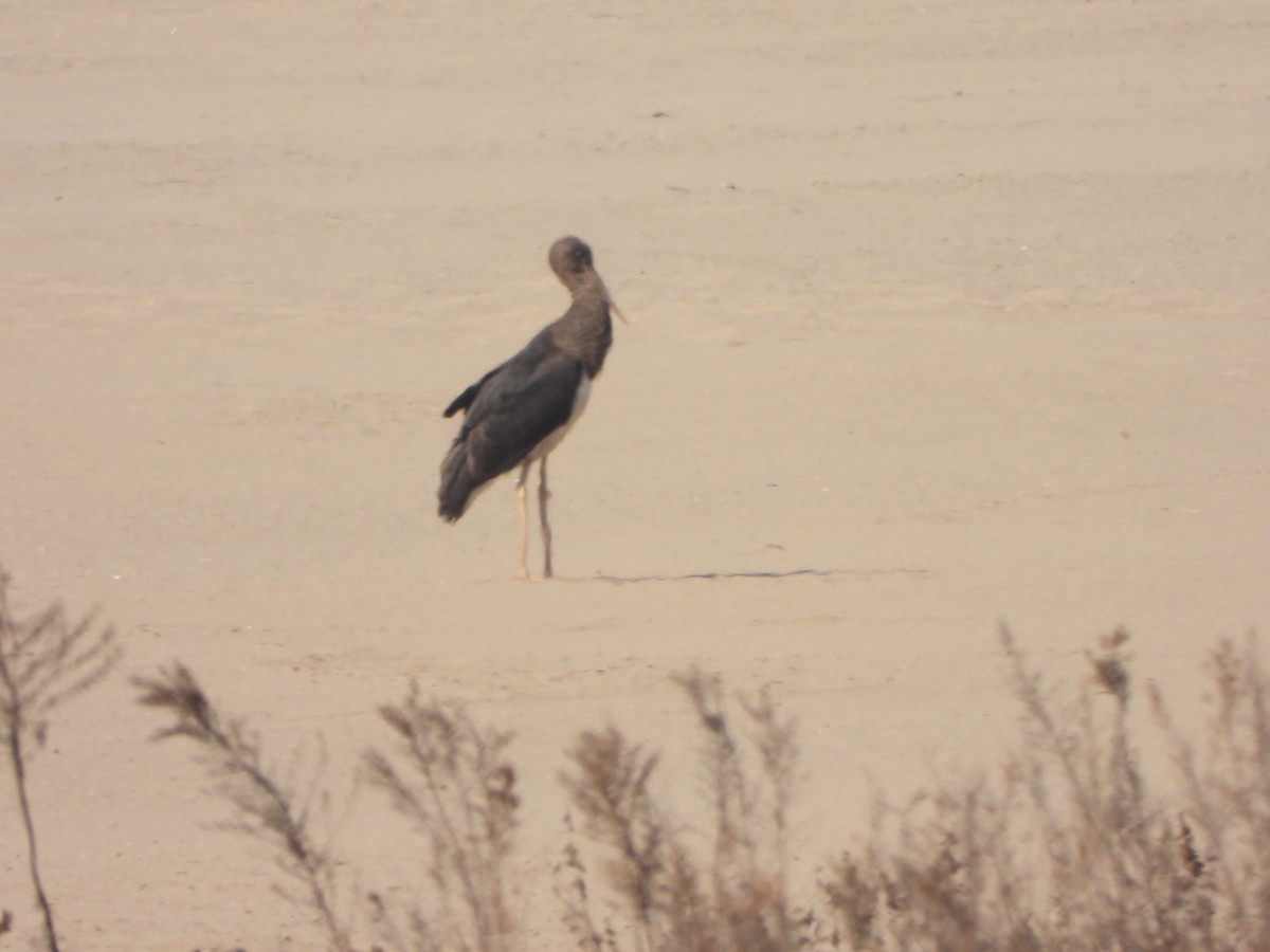 Schwarzstorch - ML646235446