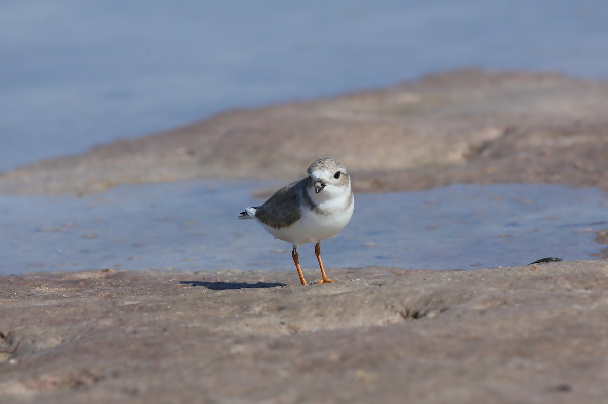 Islıkçı Cılıbıt - ML646235448