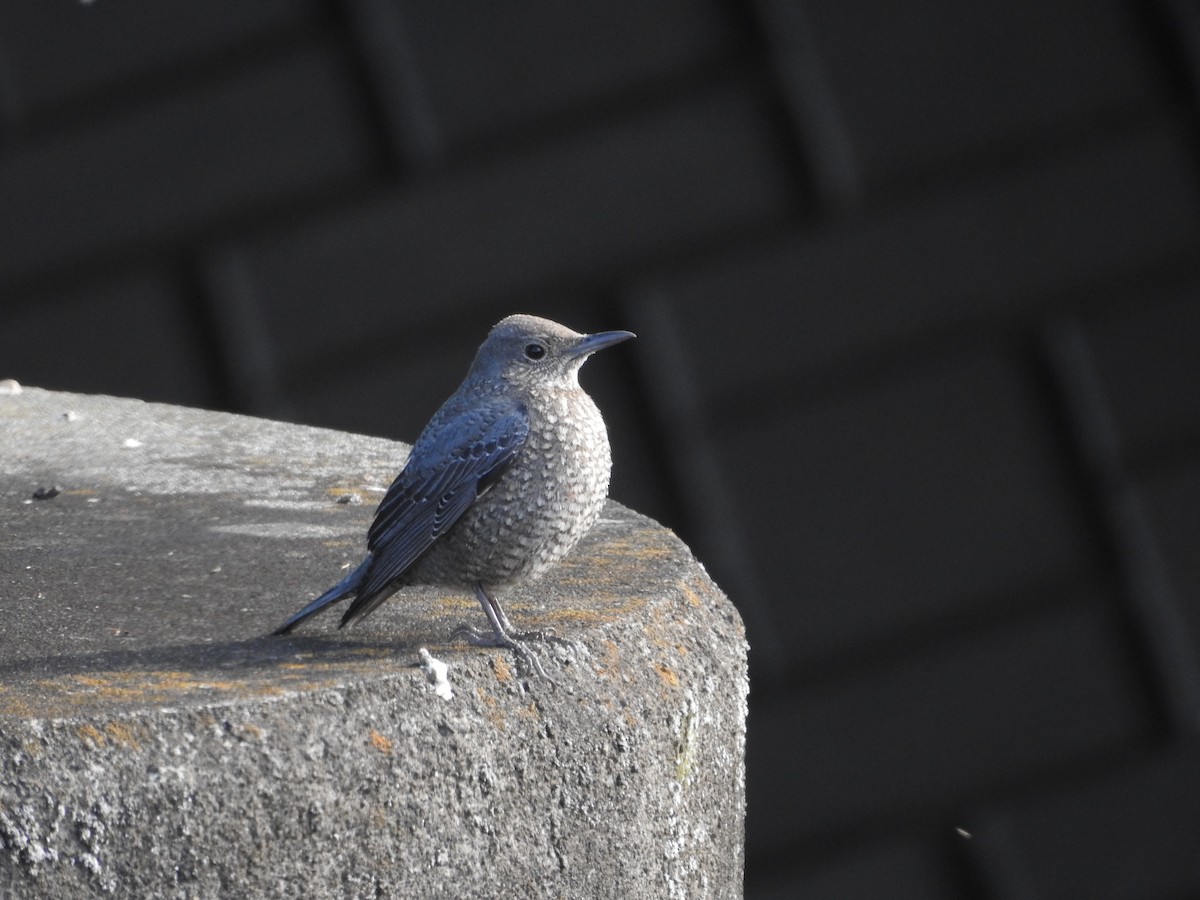 藍磯鶇 - ML646235449